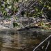 [EN] American crocodile (Crocodylus acutus). In the Everglades their range overlaps with the American Alligator (Alligator mississippiensis).
[PL] Krokodyl amerykański (Crocodylus acutus). W Parku Narodowym Everglades zasięg tych gadów pokrywa się częściowo z zasięgiem aligatora amerykańskiego (Alligator mississippiensis).