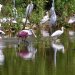 [EN] Birds in Mrazek Pond: American White Ibis (Eudocimus albus), Great Egret (Ardea alba), Cattle Egret (Bubulcus ibis), and Roseate Spoonbills (Ajaja ajaja).
[PL] Ptaki w Stawie Mrazka: ibis biały (Eudocimus albus), czapla biała (Ardea alba), czapla złotawa, (Bubulcus ibis, także znana jako czapelka lub czapelka złotawa), oraz warzęcha różowa (Platalea ajaja).