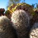 Fish hook pincushion cactus.