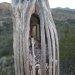 Bird nest in a saguaro skeleton.