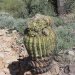 There is something wrong with this barrel cactus.