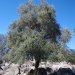 [EN] Olive tree was a symbol of Zeus. For this reason, an olive tree wreath was used to crown the winners at the Olympiad.
[PL] Drzewo oliwne było symbolem Zeusa. Dlatego też koronowano zwycięzców wieńcem oliwnym.