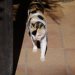 [EN] We were greeted by a cat at the Mercouri Estate.
[PL] W posiadłości Mercouri przywitał nas kot.