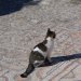 [EN] Just like in the ancient areas of Rome, feral, but very friendly cats inhabit Ephesus. We have seen also cats in Turkish restaurants, where they were tolerated by the staff and guests. On the contrary, in the ancient areas of Athens there were no cats, but rather many dogs, also very friendly and well taken care off.
[PL] Tak jak na terenie wykopalisk w Rzymie, dzikie, ale bardzo przyjazne koty zamieszkują Efez. Widzieliśmy także koty w tureckich restauracjach, gdzie wyraźnie były dobrze traktowane zarówno przez personel jak i przez gości. W Atenach na terenie obiektów archeologicznych nie było kotów, ale raczej psy, też bardzo przyjazne i zadbane.