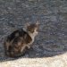 [EN] Just like in the ancient areas of Rome, feral, but very friendly cats inhabit Ephesus. We have seen also cats in Turkish restaurants, where they were tolerated by the staff and guests. On the contrary, in the ancient areas of Athens there were no cats, but rather many dogs, also very friendly and well taken care off.
[PL] Tak jak na terenie wykopalisk w Rzymie, dzikie, ale bardzo przyjazne koty zamieszkują Efez. Widzieliśmy także koty w tureckich restauracjach, gdzie wyraźnie były dobrze traktowane zarówno przez personel jak i przez gości. W Atenach na terenie obiektów archeologicznych nie było kotów, ale raczej psy, też bardzo przyjazne i zadbane.