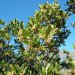 l'arbousier pousse sur des terrains schisteux
(fleurs et fruits mûrs en novembre)