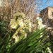 narcisses "tazette" (à bouquets), espèce méditerranéenne
belle floraison, précoce dès décembre cette année
a résisté aux vents de tempête !
