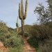 The trail is very easy to follow.  This large saguaro is right next to the trail.