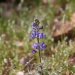 Another blue lupine.