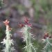 New growth on a buckhorn cholla cactus.