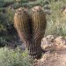 An unusual barrel cactus.