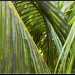 Feuiiles de palmiers