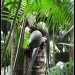 ou coco de mer, très spécifique aux Seychelles

Au coeur de la petite île de Praslin, la réserve abrite les vestiges d'une forêt naturelle de palmiers qui a conservé son état d'origine. Le célèbre « coco de mer », est le fruit d'un palmier dont on pensait autrefois qu'il poussait au fond des mers, c'est la plus grosse graine du règne végétal.