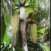 Une des 25 sortes de palmier