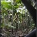 Une forêt de palmiers