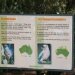 Crested Hawk &amp; Kookaburra cage