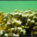 Anse Source d&#039;Argent, corail
