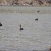 Black swans near Little River