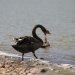 Black Swan speak for &quot;Go Away&quot;