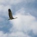 A disturbed heron flies off
