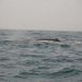 Sperm whale about to dive