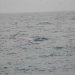 Another sperm whale is spotted