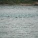 Out first sight of Dusky dolphins