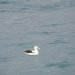 A lonely albatross rests