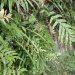 Tropical ferns grow due to the warmth