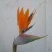 371 Bird of Paradise Flower
