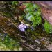 fleur violet clair qui pousse entre les algues et la roche