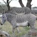 Zebra posing.