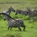 Zebras playing.