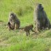 Baboons sitting.