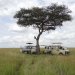 A lone tree on the serengeti plane.