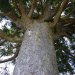 Hauteur 11,89 m (du pied aux premières branches)

Les Kauri furent prolifiques dans le passé.
Ils sont parmi les arbres les plus puissants du monde, avec plus de 50 mètres de haut et un périmètre du tronc pouvant atteindre 16 mètres ils pouvaient vivre plus de 2000 ans. Les forêts de Kauri couvraient jadis 1,2 million d'hectares de l'Extrême-Nord du Northland Te Kauri, près de Kawhia et étaient monnaie courante lorsque les premières personnes arrivèrent près de 1000 ans.

http://www.doc.govt.nz/conservation/native-plants/kauri/

