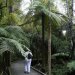 A quelques km nous traversons la forêt Waipoua l'on trouve les derniers grands arbres Kauri, fougères arborescentes et de nombreuses espèces d'arbres.
La forêt de Waipoua est unique en Nouvelle-Zélande, cette zone est un véritable sanctuaire végétal et animal. Forêt primordiale contenant les plus vieux arbres de l’ile, elle a failli disparaitre malgré une volonté citoyenne de la préserver, et ce depuis les années 40.