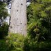 Cette forêt abrite Tane Mahuta, le plus grand arbre kauri du pays, qui est agé d'environ 1200 ans et toujours en pleine croissance. Près de 18 mètres du pied à la première branche et 4,4 mètres de diamètre, Tane Mahuta est appelé à juste titre «Le Seigneur de la Forêt».