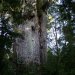 Ce serait l'un des plus vieux arbres au monde après les séquoias de la côte Ouest des Etats Unis.

