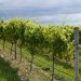 Les vignobles en Nouvelle Zélande ont un système de goute à goute pour l'irrigation qui permet d'économiser l'eau et de gérer de manière précise les apports.