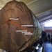 Le plus vieil arbre est estimé à 2.000 ans. C'est Te Matua Ngahere (Père de la Forêt) dans la forêt de Waipoua.