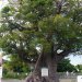 [EN] Baobab tree on the public parking lot.
[PL] Piękny okaz baobabu na parkingu.