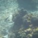 [EN] Coral reef. Video of a school of blue fishes: http://youtu.be/rnikjsLYKXE
[PL] Rafa koralowa. Wideo ławicy fioletowych ryb: http://youtu.be/rnikjsLYKXE