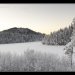 Forest-snow-norway_0377