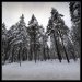 Pine-tree-snow-norway_1348
