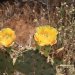 The prickly pear cacti are also in bloom.