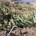 Agaves and prickly pears.