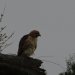 [EN] Red-tailed Hawk (Buteo jamaicensis). Thanks to Marianna for help in identyfying this bird.
[PL] Myszołów rdzawosterny (Buteo jamaicensis). Dziękujemy Mariannie za pomoc w identyfikacji tego ptaka.