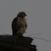 [EN] Red-tailed Hawk (Buteo jamaicensis). Thanks to Marianna for help in identyfying this bird.
[PL] Myszołów rdzawosterny (Buteo jamaicensis). Dziękujemy Mariannie za pomoc w identyfikacji tego ptaka.
