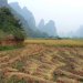 Cultivé et vénéré depuis des temps immémoriaux, le riz a nourri, façonné les paysages ruraux et structuré les relations sociales